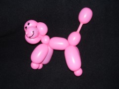 French poodle1.jpg